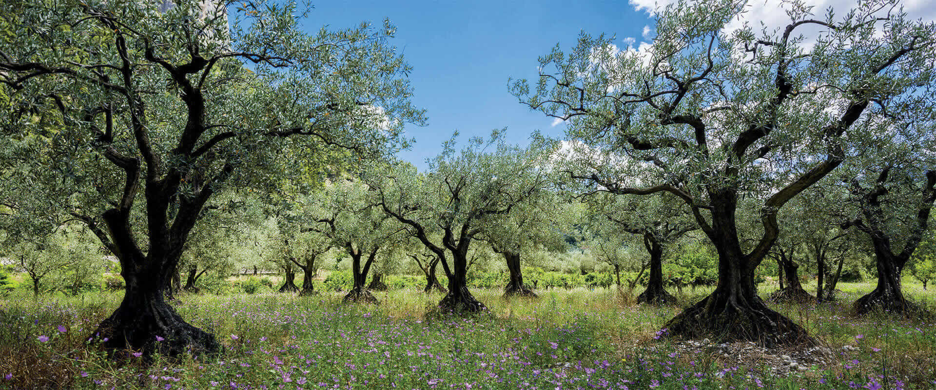 Olive Tree: How to Plant, Grow, and Care for Olive Trees