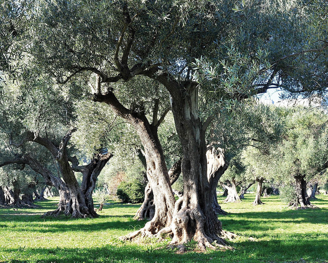 Olive Grove